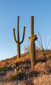 Preview wallpaper cacti, plants, grass, nature