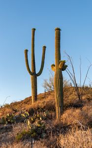 Preview wallpaper cacti, plants, grass, nature