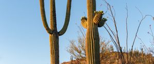 Preview wallpaper cacti, plants, grass, nature