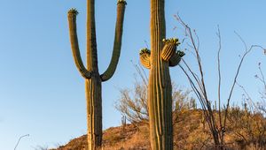 Preview wallpaper cacti, plants, grass, nature