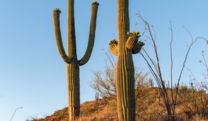 Preview wallpaper cacti, plants, grass, nature