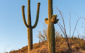 Preview wallpaper cacti, plants, grass, nature