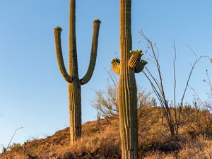 Preview wallpaper cacti, plants, grass, nature