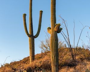 Preview wallpaper cacti, plants, grass, nature