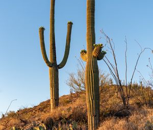 Preview wallpaper cacti, plants, grass, nature