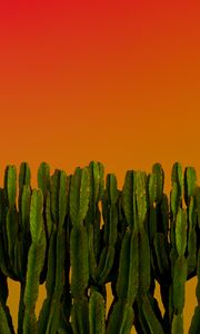Preview wallpaper cacti, plants, green