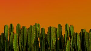 Preview wallpaper cacti, plants, green