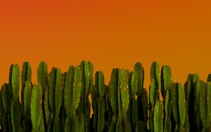 Preview wallpaper cacti, plants, green
