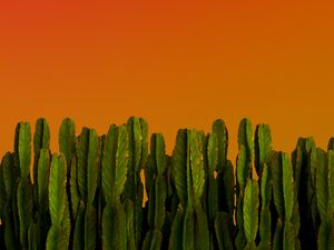 Preview wallpaper cacti, plants, green