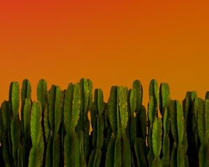 Preview wallpaper cacti, plants, green