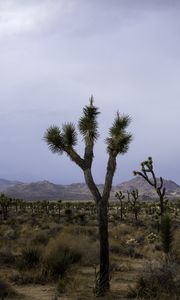 Preview wallpaper cacti, plants, mountains, nature