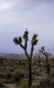 Preview wallpaper cacti, plants, mountains, nature