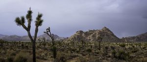 Preview wallpaper cacti, plants, mountains, nature