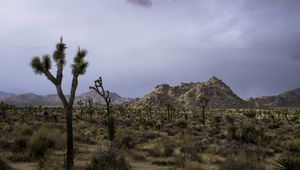 Preview wallpaper cacti, plants, mountains, nature