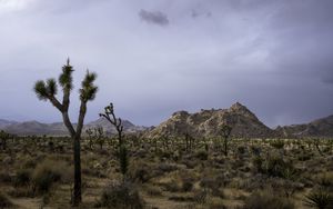 Preview wallpaper cacti, plants, mountains, nature