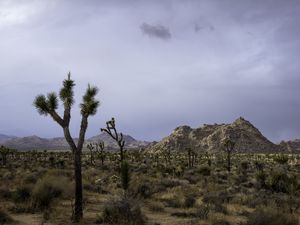 Preview wallpaper cacti, plants, mountains, nature