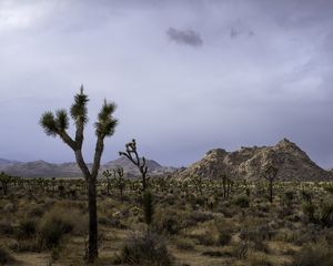 Preview wallpaper cacti, plants, mountains, nature