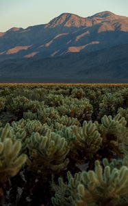 Preview wallpaper cacti, plants, mountains, landscape, nature