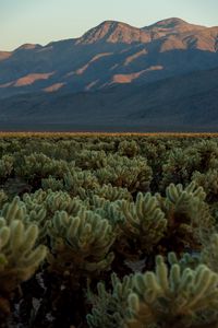 Preview wallpaper cacti, plants, mountains, landscape, nature