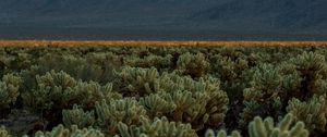 Preview wallpaper cacti, plants, mountains, landscape, nature