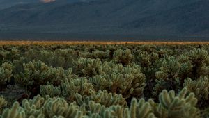 Preview wallpaper cacti, plants, mountains, landscape, nature