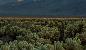 Preview wallpaper cacti, plants, mountains, landscape, nature
