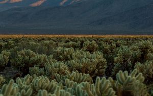 Preview wallpaper cacti, plants, mountains, landscape, nature