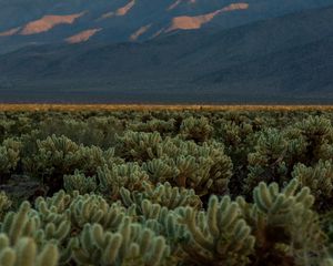 Preview wallpaper cacti, plants, mountains, landscape, nature