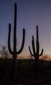 Preview wallpaper cacti, plants, silhouettes, twilight, dark