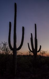 Preview wallpaper cacti, plants, silhouettes, twilight, dark