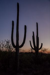 Preview wallpaper cacti, plants, silhouettes, twilight, dark