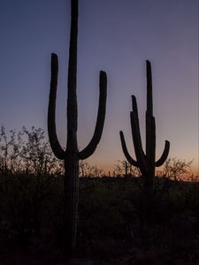 Preview wallpaper cacti, plants, silhouettes, twilight, dark