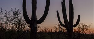 Preview wallpaper cacti, plants, silhouettes, twilight, dark