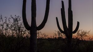 Preview wallpaper cacti, plants, silhouettes, twilight, dark