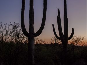 Preview wallpaper cacti, plants, silhouettes, twilight, dark