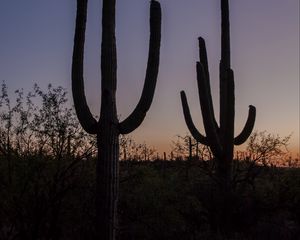 Preview wallpaper cacti, plants, silhouettes, twilight, dark