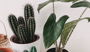 Preview wallpaper cacti, pots, flowers, plants, decorative