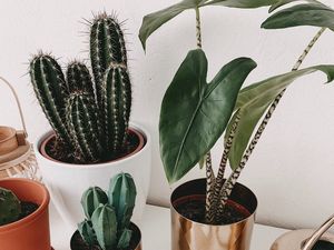 Preview wallpaper cacti, pots, flowers, plants, decorative