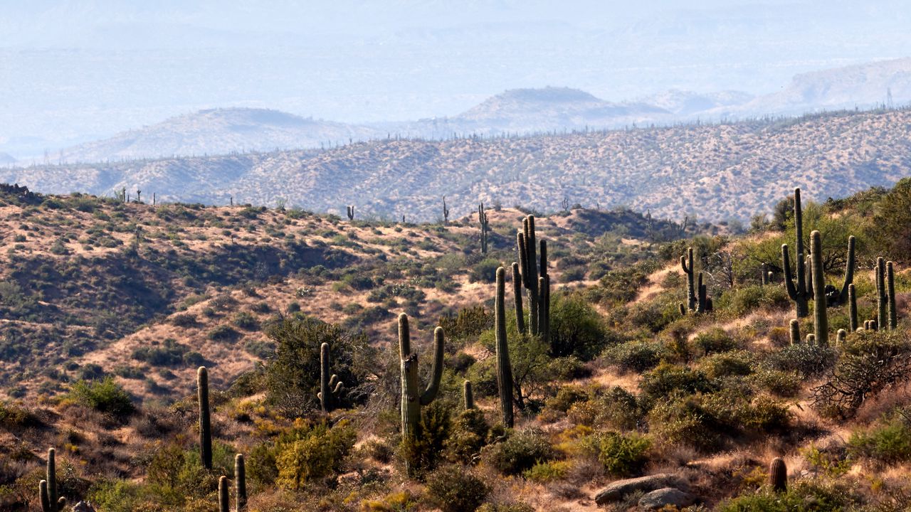 Wallpaper cacti, prairie, hills, grass, distance