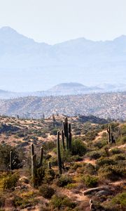 Preview wallpaper cacti, prairie, hills, grass, distance