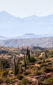 Preview wallpaper cacti, prairie, hills, grass, distance