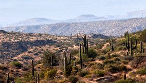 Preview wallpaper cacti, prairie, hills, grass, distance