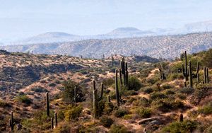 Preview wallpaper cacti, prairie, hills, grass, distance