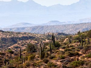 Preview wallpaper cacti, prairie, hills, grass, distance