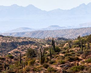 Preview wallpaper cacti, prairie, hills, grass, distance