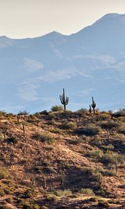 Preview wallpaper cacti, prairie, hills, mountains, rocks