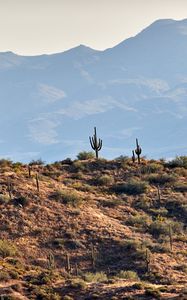 Preview wallpaper cacti, prairie, hills, mountains, rocks