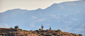 Preview wallpaper cacti, prairie, hills, mountains, rocks
