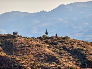 Preview wallpaper cacti, prairie, hills, mountains, rocks