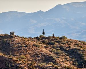 Preview wallpaper cacti, prairie, hills, mountains, rocks